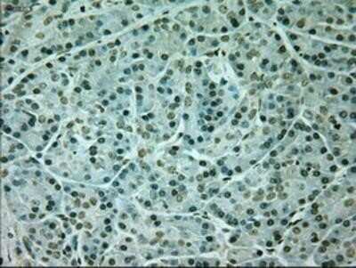 Immunohistochemistry-Paraffin: Neurogenin-1 Antibody (OTI3F9) [NBP1-47871]
