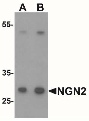 Western Blot: Neurogenin-2 AntibodyBSA Free [NBP2-41195]