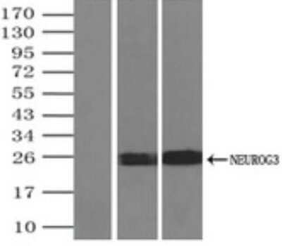 Immunoprecipitation: Neurogenin-3 Antibody (OTI3B5) - Azide and BSA Free [NBP2-72956]