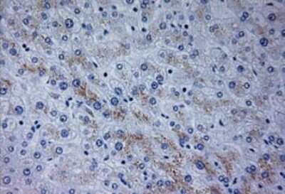 Immunohistochemistry-Paraffin: Neurogenin-3 Antibody (OTI3B5) [NBP1-47878]