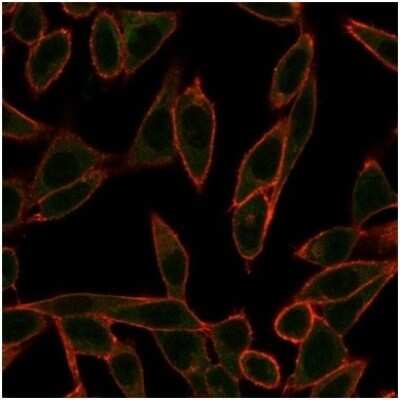 Immunocytochemistry/ Immunofluorescence: Neurogenin-3 Antibody (PCRP-NEUROG3-1E10) [NBP3-13987]
