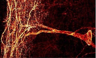 Immunocytochemistry/ Immunofluorescence: NK1R Antibody [NB300-101]