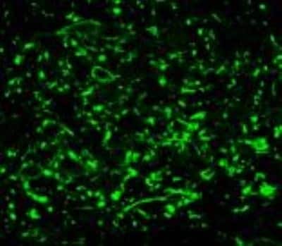 Immunocytochemistry/ Immunofluorescence: NK1R Antibody [NB300-101]
