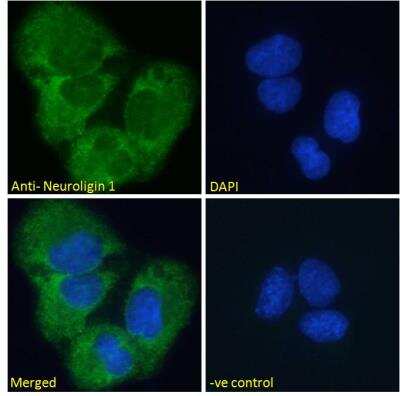 Immunofluorescence: Neuroligin 1/NLGN1 Antibody [NBP2-76348]