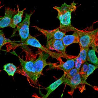 Immunocytochemistry/ Immunofluorescence: Neuroligin 1/NLGN1 Antibody (S97A-31) [NBP2-42192]