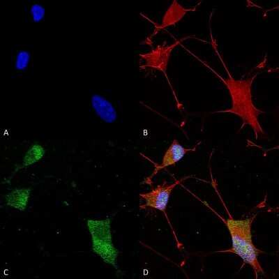 Immunocytochemistry/ Immunofluorescence: Neuroligin 1/NLGN1 Antibody (S97A-31) [NBP2-42192]