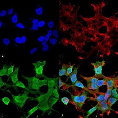 Immunocytochemistry/ Immunofluorescence: Neuroligin 1/NLGN1 Antibody (S97A-31) [NBP2-42192]
