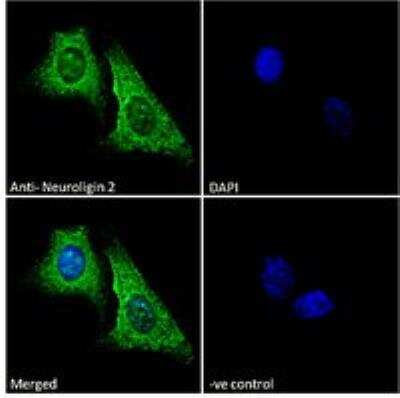 Immunocytochemistry/ Immunofluorescence: Neuroligin 2/NLGN2 Antibody [NBP1-00220]