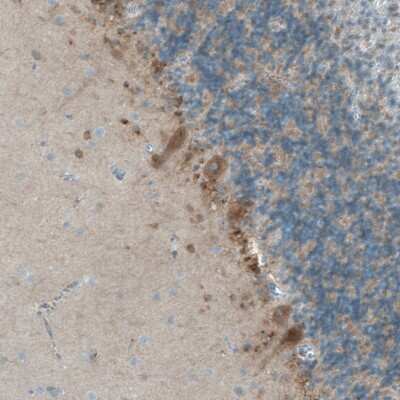 Immunohistochemistry-Paraffin: Neuroligin 3/NLGN3 Antibody [NBP1-90080]