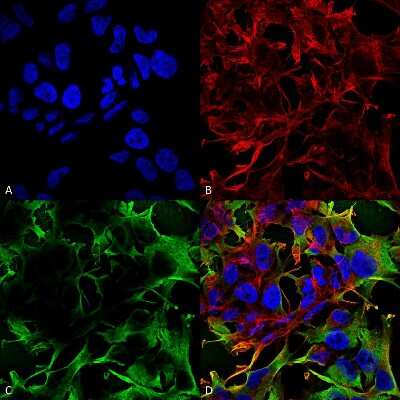 Immunocytochemistry/ Immunofluorescence: Neuroligin 3/NLGN3 Antibody (S110-29) [NBP2-42200]