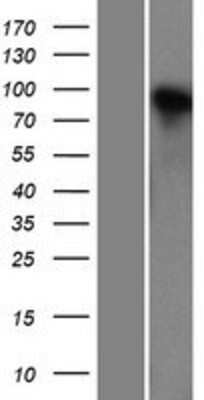Western Blot: Neuroligin 4X/NLGN4X Overexpression Lysate [NBL1-13668]