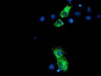 Flow Cytometry: Neurolysin Antibody (OTI1D6) - Azide and BSA Free [NBP2-72961]