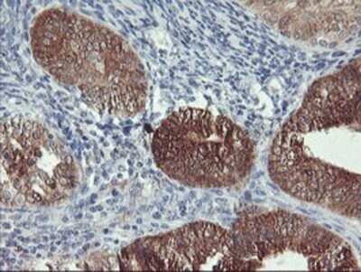 Immunohistochemistry: Neurolysin Antibody (OTI1D6) - Azide and BSA Free [NBP2-72961]