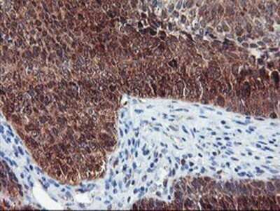Immunohistochemistry: Neurolysin Antibody (OTI1D6) - Azide and BSA Free [NBP2-72961]