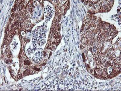 Immunohistochemistry: Neurolysin Antibody (OTI1D6) - Azide and BSA Free [NBP2-72961]