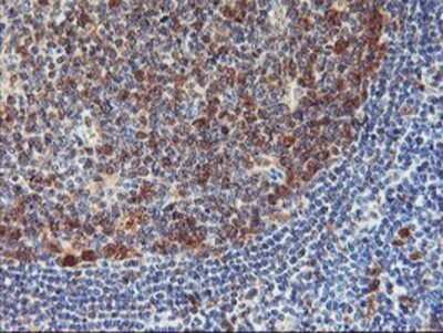 Immunohistochemistry: Neurolysin Antibody (OTI1D6) - Azide and BSA Free [NBP2-72961]