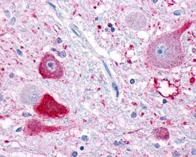 Immunohistochemistry-Paraffin: Neuropeptide FF R1/NPFFR1 Antibody - BSA Free [NLS1903]