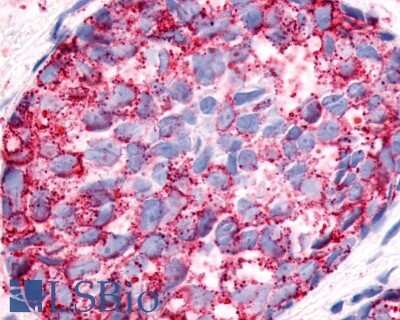 Immunohistochemistry-Paraffin: Neuropeptide FF R1/NPFFR1 Antibody - BSA Free [NLS1903]