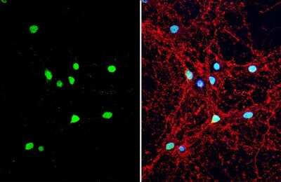 Immunocytochemistry/ Immunofluorescence: Neuropeptide Y Antibody [NBP3-13163]