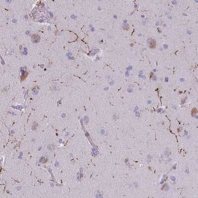 Immunohistochemistry-Paraffin: Neuropeptide Y Antibody [NBP2-38804]