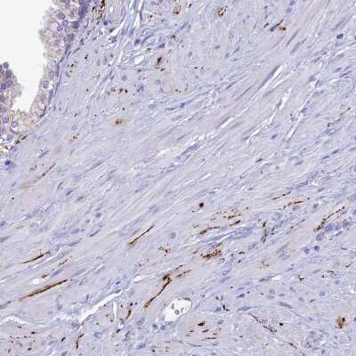 Immunohistochemistry-Paraffin: Neuropeptide Y Antibody [NBP2-33423]