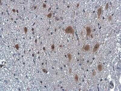 Immunohistochemistry-Paraffin: Neuropeptide Y Antibody [NBP3-13163]