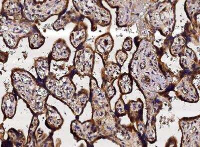 Immunohistochemistry-Paraffin: Neuropilin-1 Antibody (042) [NBP2-89197]