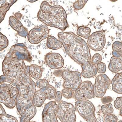 Immunohistochemistry-Paraffin: Neuropilin-2 Antibody [NBP1-86866]