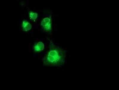 Flow Cytometry: Neuroplastin Antibody (OTI3C4) - Azide and BSA Free [NBP2-72966]