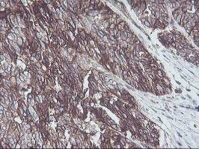 Immunohistochemistry: Neuroplastin Antibody (OTI3C4) - Azide and BSA Free [NBP2-72966]