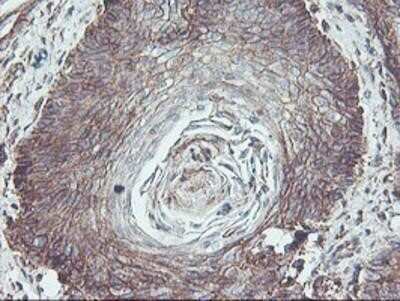 Immunohistochemistry: Neuroplastin Antibody (OTI3C4) - Azide and BSA Free [NBP2-72966]