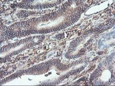 Immunohistochemistry: Neuroplastin Antibody (OTI3C4) - Azide and BSA Free [NBP2-72966]