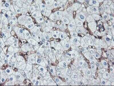 Immunohistochemistry: Neuroplastin Antibody (OTI3C4) - Azide and BSA Free [NBP2-72966]