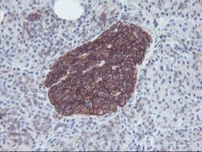 Immunohistochemistry: Neuroplastin Antibody (OTI3C4) - Azide and BSA Free [NBP2-72966]