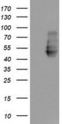 Western Blot: Neuroplastin Antibody (OTI3C4)Azide and BSA Free [NBP2-72966]