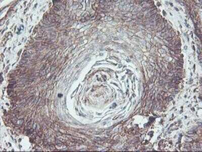 Immunohistochemistry-Paraffin: Neuroplastin Antibody (OTI3C4) [NBP2-01793]
