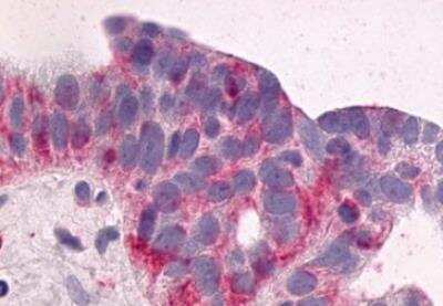 Immunohistochemistry-Paraffin: NTS1/NTSR1 Antibody - BSA Free [NLS938]