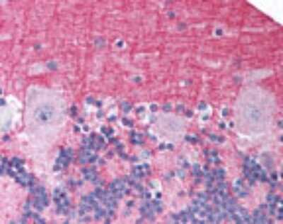 Immunohistochemistry-Paraffin: NTS2/NTSR2 Antibody [NB100-56472]
