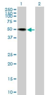 Western Blot: Neurotrimin/HNT Antibody [H00050863-B01P]