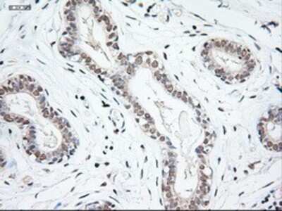 Immunohistochemistry-Paraffin: NT-3 Antibody (OTI5A2) [NBP1-47892]