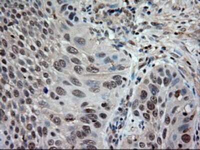 Immunohistochemistry-Paraffin: NT-3 Antibody (OTI5A2) [NBP1-47892]