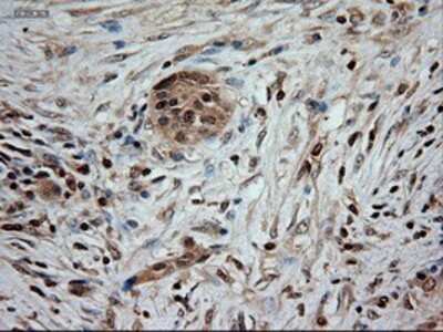 Immunohistochemistry-Paraffin: NT-3 Antibody (OTI5A2) [NBP1-47892]