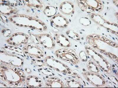 Immunohistochemistry-Paraffin: NT-3 Antibody (OTI5A2) [NBP1-47892]