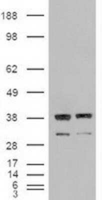 Western Blot: NT-3 Antibody (OTI5A2) [NBP1-47892]