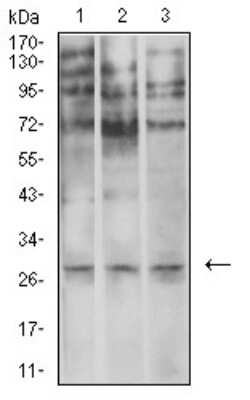 Western Blot: Neutrophil Elastase/ELA2 Antibody (6B6B10)BSA Free [NBP2-61658]