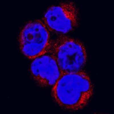 Immunocytochemistry: Neutrophil Elastase/ELA2 Antibody (950334) - Azide and BSA Free [MAB9167]