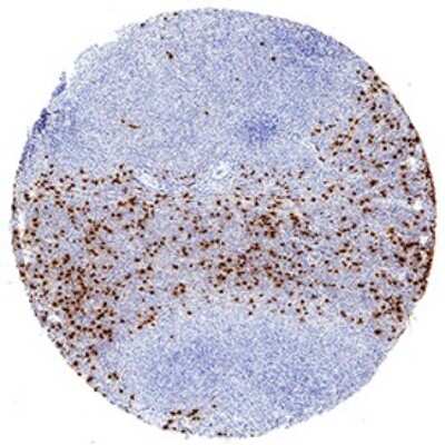Immunohistochemistry: Neutrophil Elastase/ELA2 Antibody (950334) - Azide and BSA Free [MAB9167]