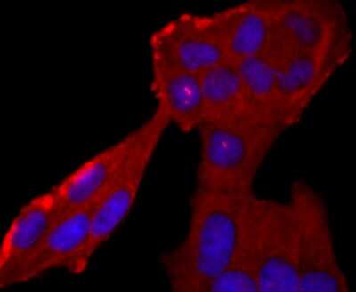 Immunocytochemistry/ Immunofluorescence: Neutrophil Elastase/ELA2 Antibody (JF098-6) [NBP2-66972]