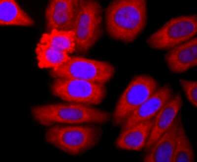 Immunocytochemistry/ Immunofluorescence: Neutrophil Elastase/ELA2 Antibody (JF098-6) [NBP2-66972]