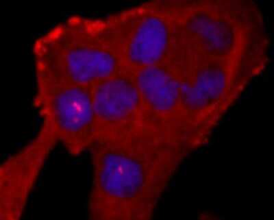Immunocytochemistry/ Immunofluorescence: Neutrophil Elastase/ELA2 Antibody (JF098-6) [NBP2-66972]